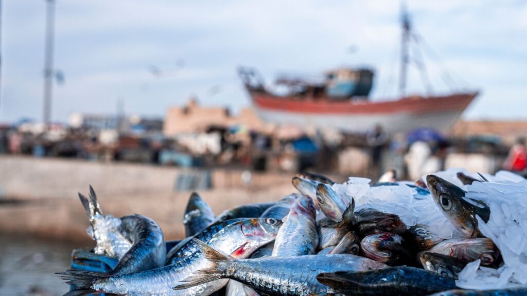 Overuse Fish How Overfishing Can Affect Humans And The Marine Ecosystem | greeninc ...